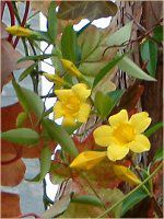 �A���}���_(Allamanda)