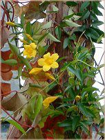 �A���}���_(Allamanda)