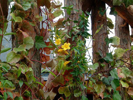 �A���}���_(Allamanda)