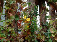 �A���}���_(Allamanda)