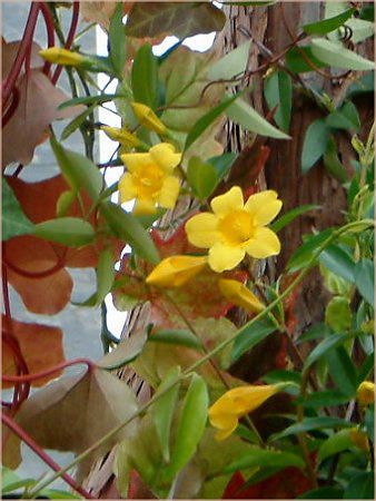 �A���}���_(Allamanda)