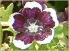 �l���t�B�����E�����W�[�W�[ '�y�j�[�u���b�N'(Nemophila menziesii 'Peny black')