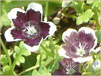 �l���t�B���E�����W�[�W�[ '�y�j�[�u���b�N' �iNemophila menziesii 'Peny black'�j