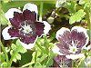 �l���t�B�����E�����W�[�W�[ '�y�j�[�u���b�N'(Nemophila menziesii 'Peny black')