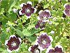 �l���t�B�����E�����W�[�W�[ '�y�j�[�u���b�N'(Nemophila menziesii 'Peny black')