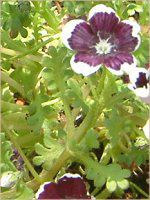 �l���t�B�����E�����W�[�W�[ '�y�j�[�u���b�N'(Nemophila menziesii 'Peny black')