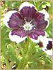 �l���t�B�����E�����W�[�W�[ '�y�j�[�u���b�N'(Nemophila menziesii 'Peny black')