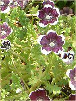 �l���t�B�����E�����W�[�W�[ '�y�j�[�u���b�N'(Nemophila menziesii 'Peny black')