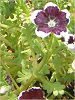 �l���t�B�����E�����W�[�W�[ '�y�j�[�u���b�N'(Nemophila menziesii 'Peny black')