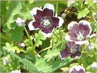�l���t�B�����E�����W�[�W�[ '�y�j�[�u���b�N'(Nemophila menziesii 'Peny black')