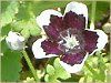 �l���t�B�����E�����W�[�W�[ '�y�j�[�u���b�N'(Nemophila menziesii 'Peny black')