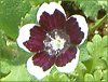 �l���t�B�����E�����W�[�W�[ '�y�j�[�u���b�N'(Nemophila menziesii 'Peny black')