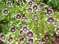 �l���t�B�����E�����W�[�W�[ '�y�j�[�u���b�N'(Nemophila menziesii 'Peny black')