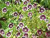 �l���t�B�����E�����W�[�W�[ '�y�j�[�u���b�N'(Nemophila menziesii 'Peny black')