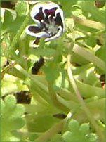 �l���t�B�����E�����W�[�W�[ '�y�j�[�u���b�N'(Nemophila menziesii 'Peny black')