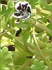 �l���t�B�����E�����W�[�W�[ '�y�j�[�u���b�N'(Nemophila menziesii 'Peny black')