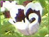 �l���t�B�����E�����W�[�W�[ '�y�j�[�u���b�N'(Nemophila menziesii 'Peny black')