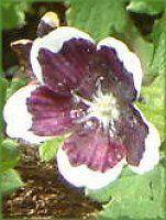 �l���t�B�����E�����W�[�W�[ '�y�j�[�u���b�N'(Nemophila menziesii 'Peny black')