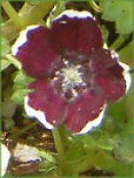 �l���t�B�����E�����W�[�W�[ '�y�j�[�u���b�N'(Nemophila menziesii 'Peny black')