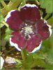 �l���t�B�����E�����W�[�W�[ '�y�j�[�u���b�N'(Nemophila menziesii 'Peny black')