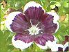 �l���t�B�����E�����W�[�W�[ '�y�j�[�u���b�N'(Nemophila menziesii 'Peny black')