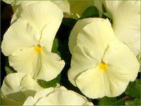 �r�I���iViola�j