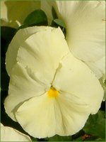 �l���ΉԔ�2004#5 �r�I��(Viola)��