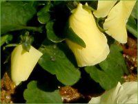 �l���ΉԔ�2004#5 �r�I��(Viola)��