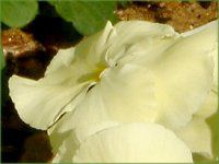 �l���ΉԔ�2004#5 �r�I��(Viola)��