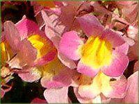 ���i���A(Linaria)