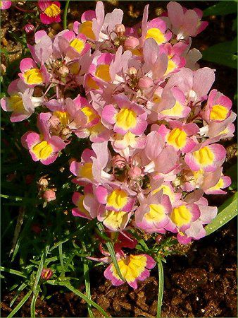 ���i���A(Linaria)