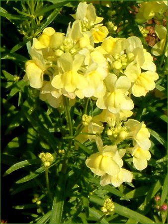 ���i���A(Linaria)