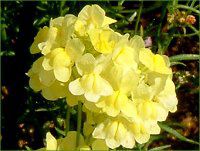 ���i���A�E�C�G���E�O�b�s�[