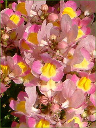 ���i���A(Linaria)
