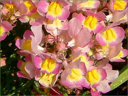 ���i���A(Linaria)