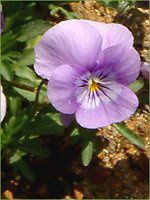 �l���ΉԔ�2004#5 �r�I��(Viola)��