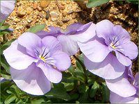 �r�I���iViola�j