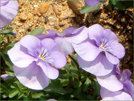 �r�I��(Viola)