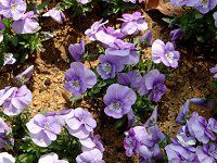 �r�I���iViola�j