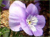 �r�I��(Viola)