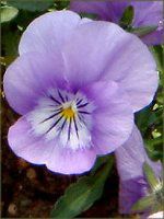 �l���ΉԔ�2004#5 �r�I��(Viola)��