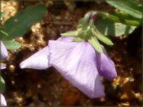 �l���ΉԔ�2004#5 �r�I��(Viola)��