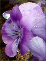 �l���ΉԔ�2004#5 �r�I��(Viola)��