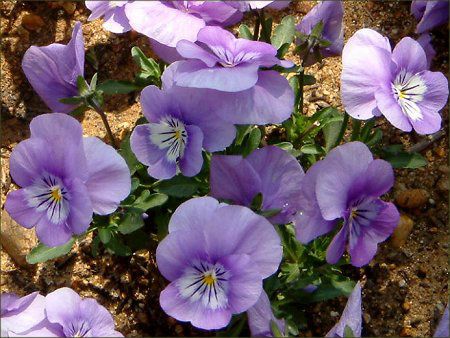 �r�I���iViola�j