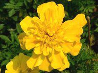 �}���[�S�[���h(Marigold)