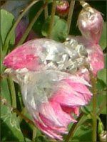 ���[�_���Z(Rhodanthe) 