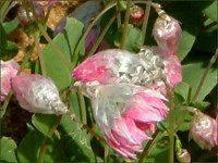 ���[�_���Z(Rhodanthe) 