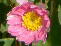 ���[�_���Z(Rhodanthe) 