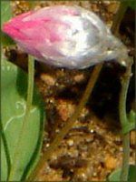 ���[�_���Z(Rhodanthe) 
