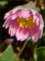 ���[�_���Z(Rhodanthe) 